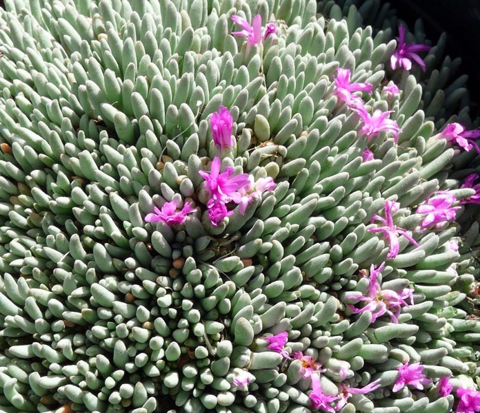 DELOSPERMA SPALMANTHOIDES