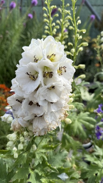 DELPHINIUM CULTORUM FANTASYMIX