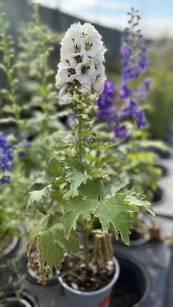 DELPHINIUM CULTORUM FANTASYMIX
