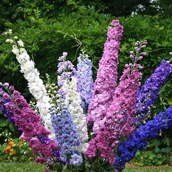 DELPHINIUM EXCALIBUR MIX