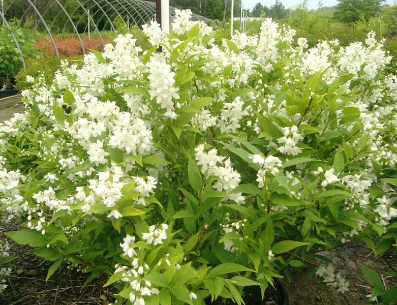 DEUTZIA GRACILIS NIKKO
