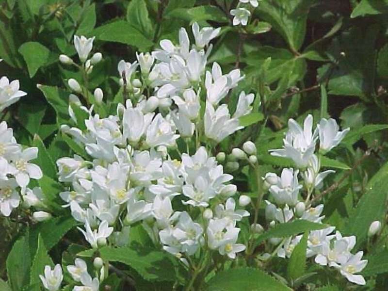 DEUTZIA GRACILIS NIKKO