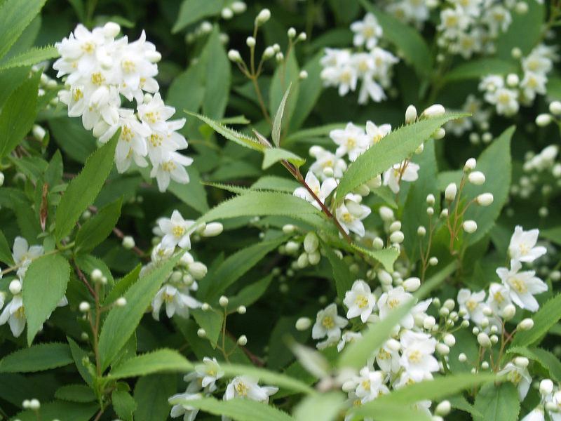 DEUTZIA GRACILIS NIKKO