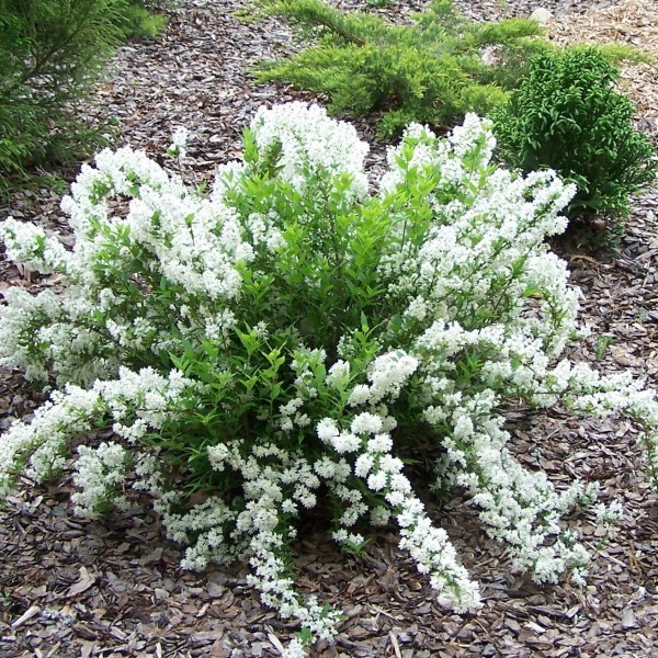 DEUTZIA GRACILIS NIKKO