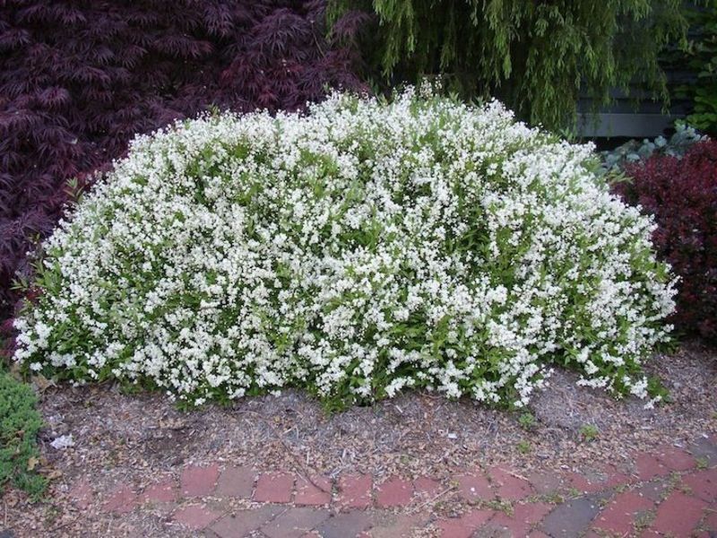 DEUTZIA GRACILIS NIKKO