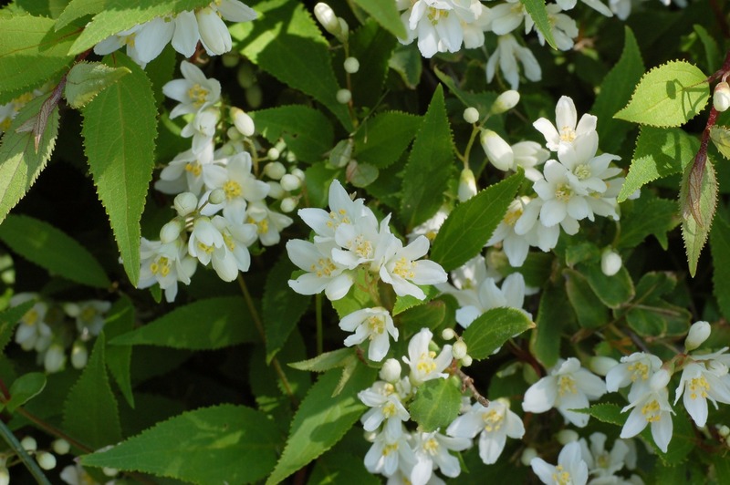 DEUTZIA GRACILIS NIKKO
