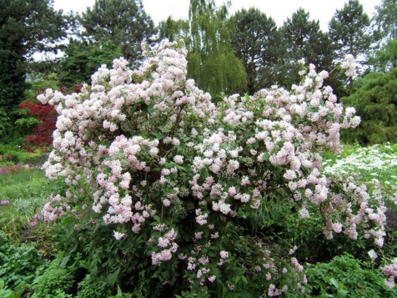 DEUTZIA HYBRIDA MONT ROSE