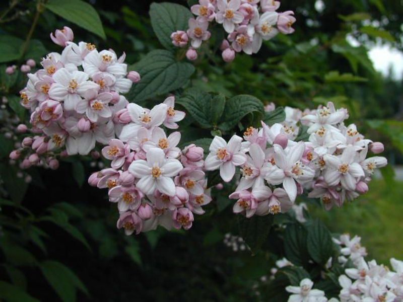 DEUTZIA HYBRIDA MONT ROSE