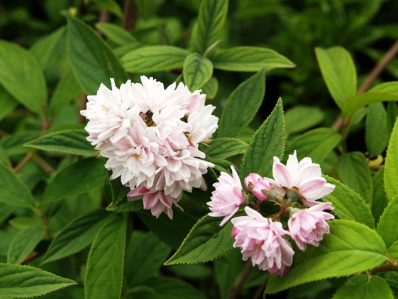 DEUTZIA HYBRIDA PINK POMPON
