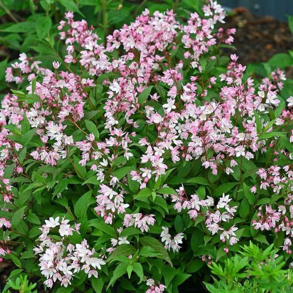 DEUTZIA ROSEA CARMINEA