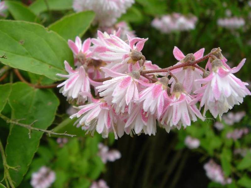 DEUTZIA SCABRA CODSALL PINK