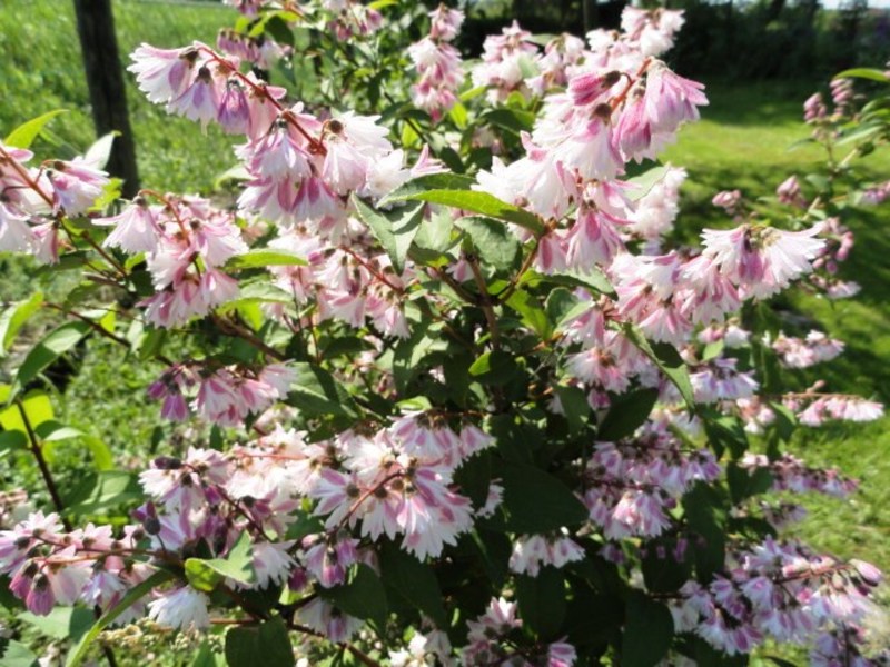 DEUTZIA SCABRA CODSALL PINK