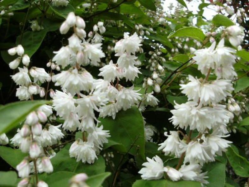 DEUTZIA SCABRA PLENA