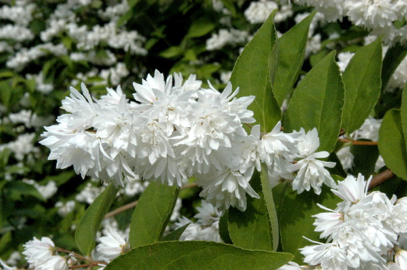 DEUTZIA SCABRA PRIDE OF ROCHES