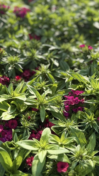 DIANTHUS BARBATUS MIX