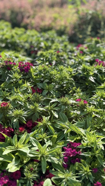 DIANTHUS BARBATUS MIX