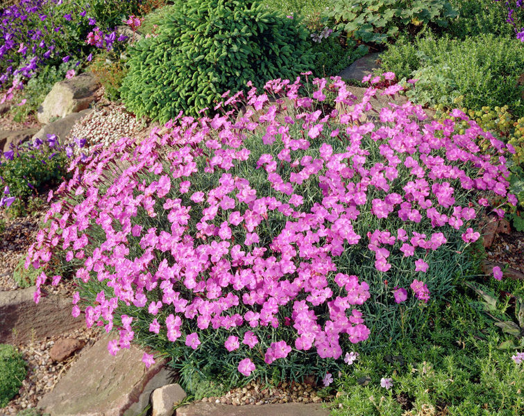 DIANTHUS GRATIANOPOLITANUS