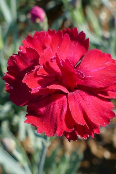 DIANTHUS GRAT. BOMBARDIER