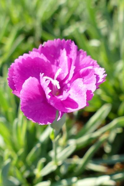 DIANTHUS PLUMARIUS WARDEN HYBR