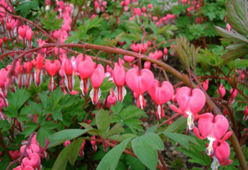 DICENTRA SPECTABILIS