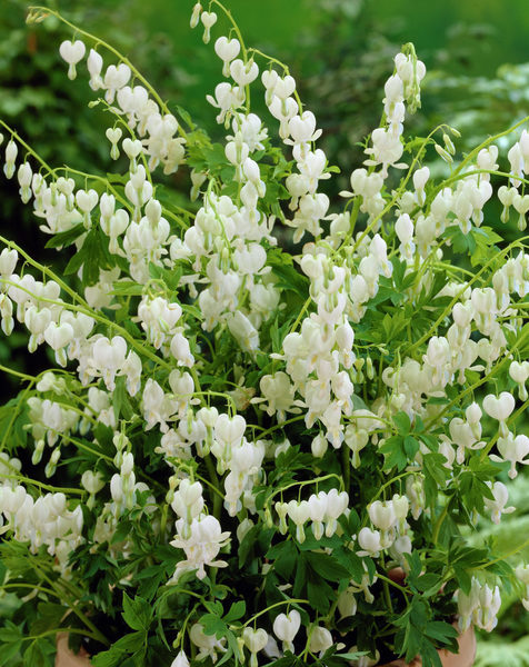 DICENTRA SPECTABILIS ALBA