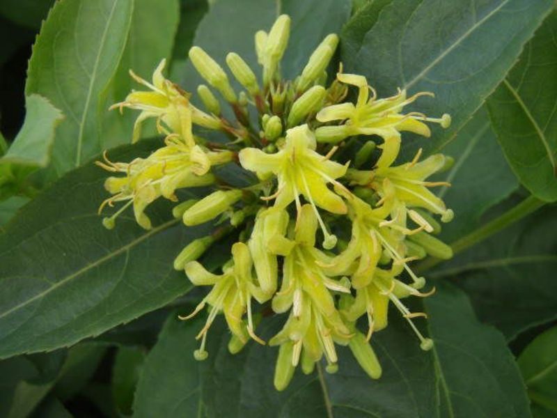 DIERVILLA SESSIFOLIA