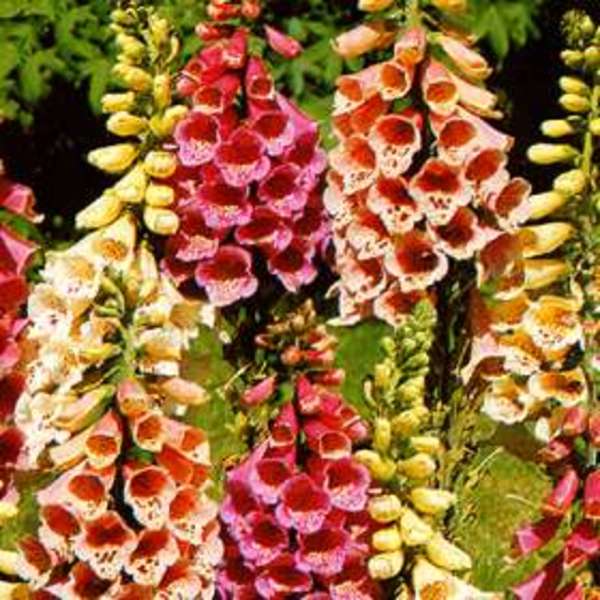 DIGITALIS PURPUREA FOXY