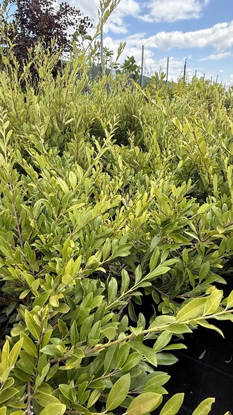 DISTYLIUM VINTAGE JADE
