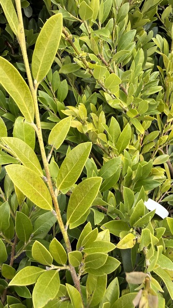 DISTYLIUM VINTAGE JADE
