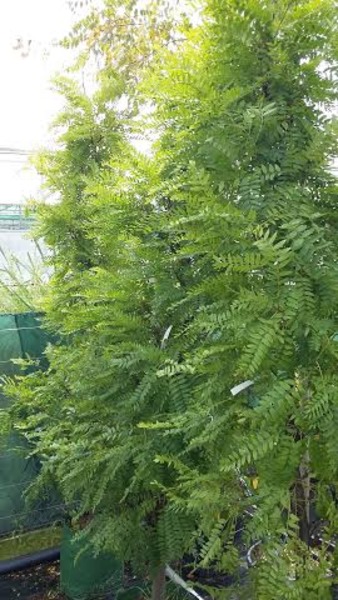 GLEDITSIA TRIACANTHOS ELEGANTI