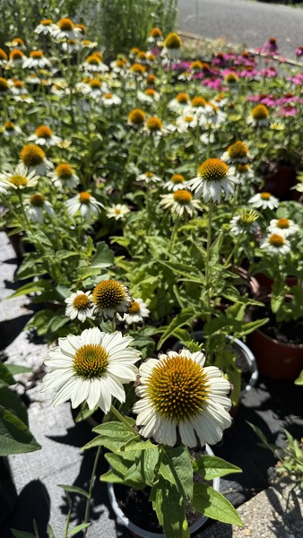 ECHINACEA P. POW WOW WHITE
