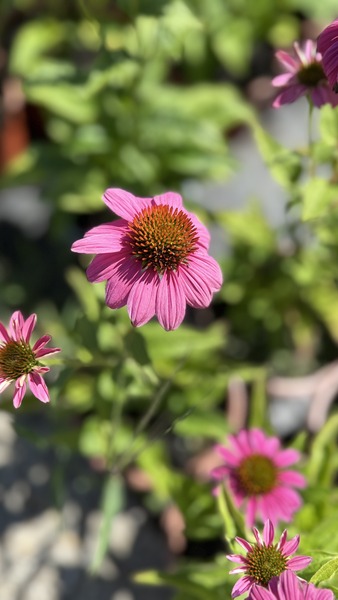 ECHINACEA P. POW WOW WILD BER
