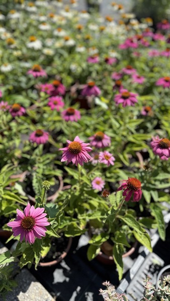 ECHINACEA P. POW WOW WILD BER