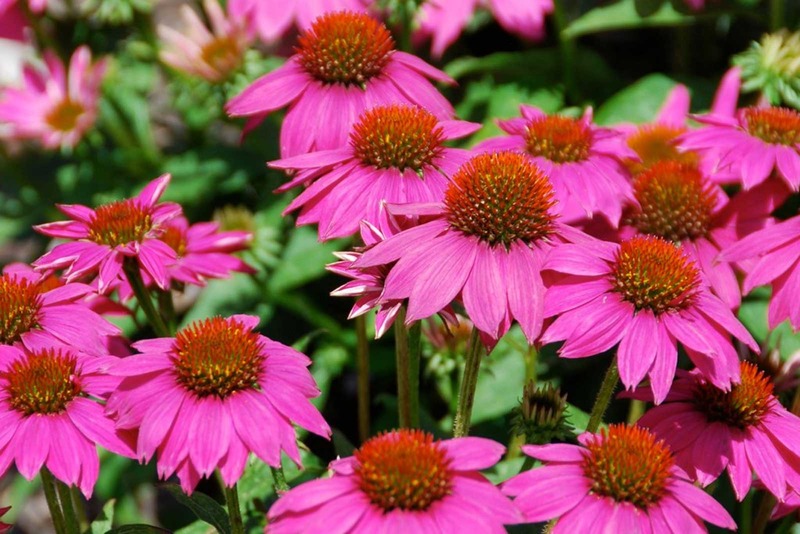 ECHINACEA P. POWWOW WILD BERRY