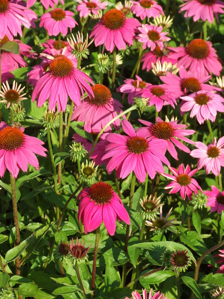 ECHINACEA PURP. WILD BERRY