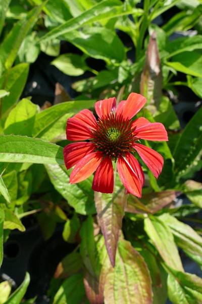 ECHINACEA PURP. CHEYENNE SP.