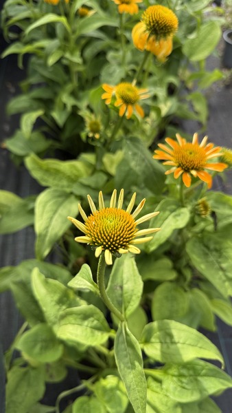 ECHINACEA PURPUREA GOLDEN YELL