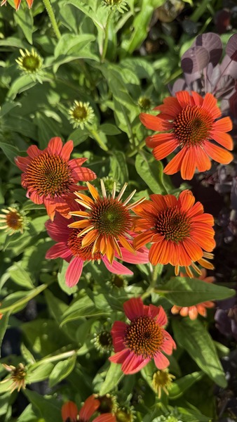 ECHINACEA PURPUREA ORANGE