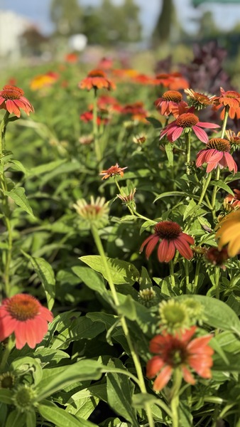 ECHINACEA PURPUREA ORANGE