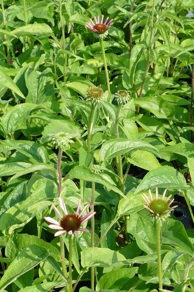 ECHINACEA PURP. PRAIRIE. SPLEN