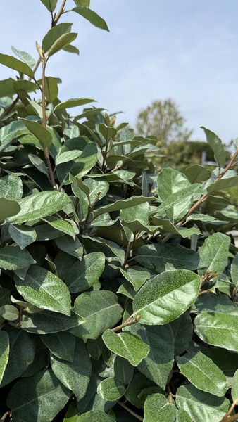 ELAEAGNUS EBBINGEI COMPACTA