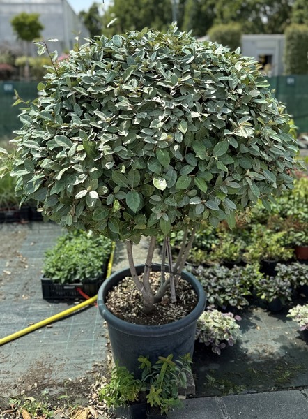 ELAEAGNUS EBBINGEI COMPACTA