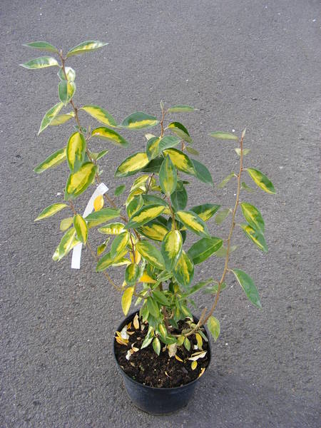 ELAEAGNUS EBBINGEI LIMELIGHT