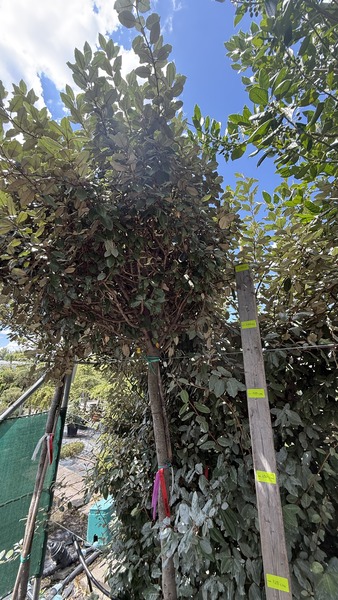ELAEAGNUS EBBINGEI