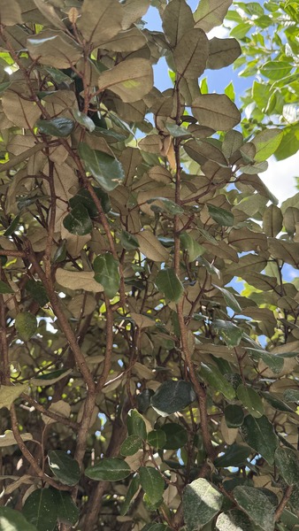 ELAEAGNUS EBBINGEI