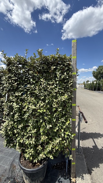 ELAEAGNUS EBBINGEI