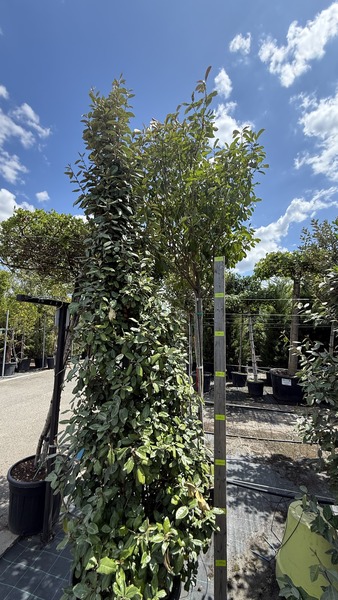ELAEAGNUS EBBINGEI