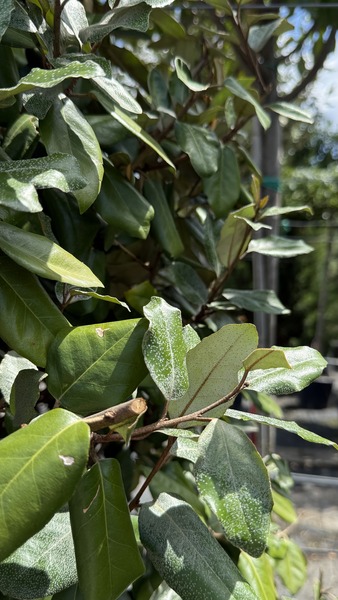 ELAEAGNUS EBBINGEI