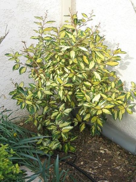 ELAEAGNUS EBBINGEI VIVELEG