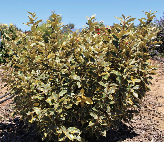 ELAEAGNUS EBBINGEI VIVELEG